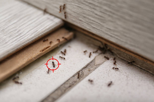 Best Mosquito Control Services  in Montrose, NY