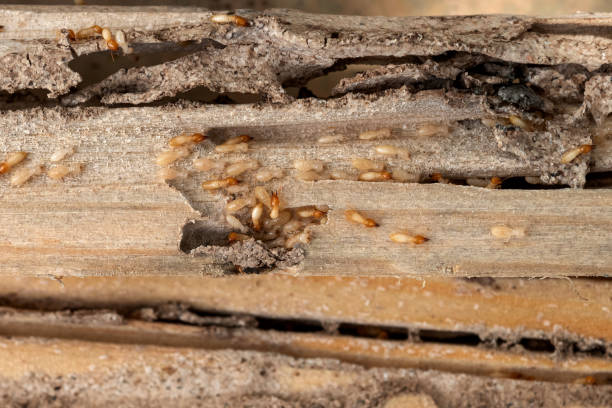 Trusted Montrose, NY Pest Control Experts