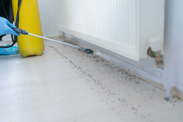 Best Affordable Pest Control Services  in Montrose, NY